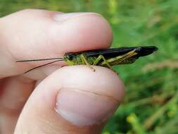 Megaulacobothrus aethalinus (Zubovski 1899) resmi