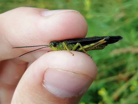 Megaulacobothrus resmi