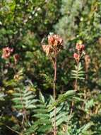 Sorbaria pallasii (G. Don) Pojark.的圖片