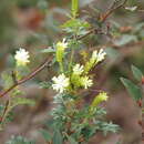 Image of Grevillea pulchella subsp. ascendens P. M. Olde & N. R. Marriott