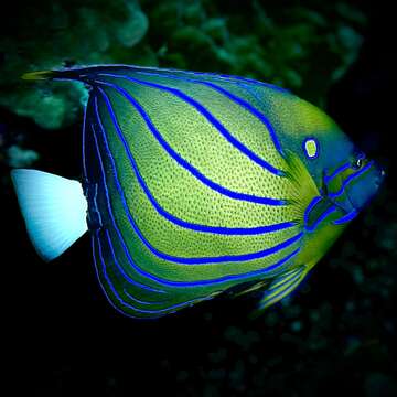 Image of Blue Ring Angelfish