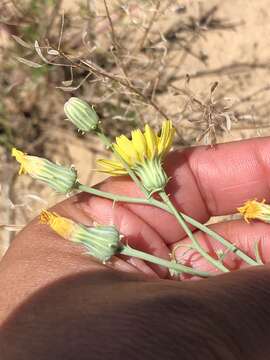 Image de Malacothrix sonchoides (Nutt.) Torr. & A. Gray