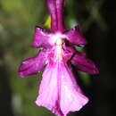 Plancia ëd Miltonia moreliana A. Rich.