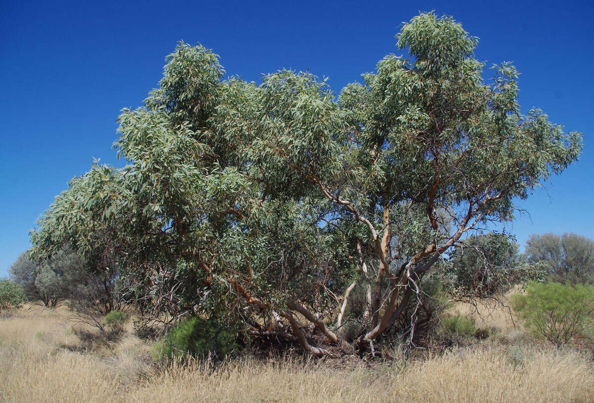 Image of Barlee Box