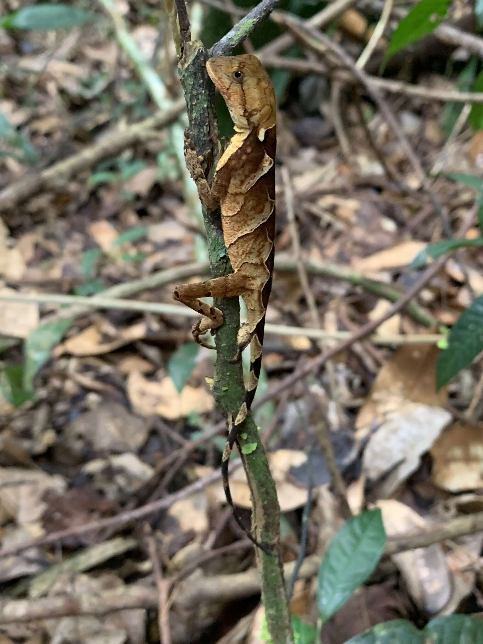 Image of Leeh's Fathead Anole