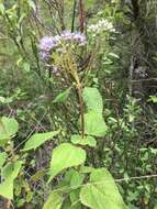 Image of Aristeguietia lamiifolia (Kunth) R. King & H. Rob.