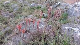 Image of Aloe chortolirioides var. chortolirioides