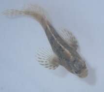 Image of Feather Blenny