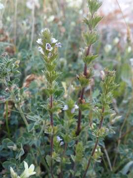 Image of Euphrasia caucasica Juz.