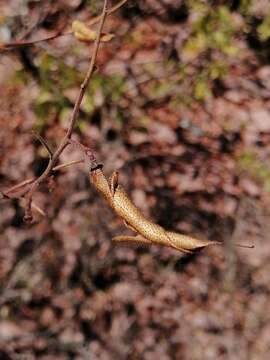 Image of <i>Erythrostemon placidus</i>