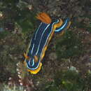 Image de Chromodoris kuiteri Rudman 1982