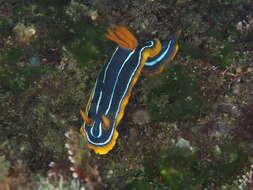 Image of Kuiter's black white orange slug
