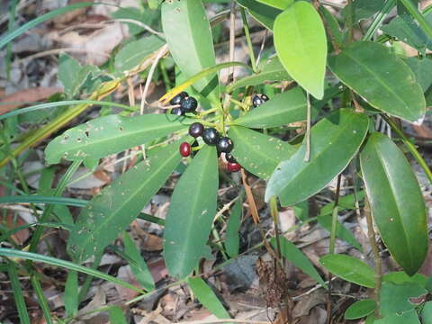 صورة Ardisia humilis Vahl