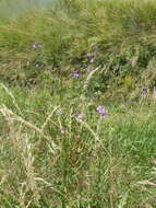 Image of <i>Malva <i>sylvestris</i></i> subsp. sylvestris