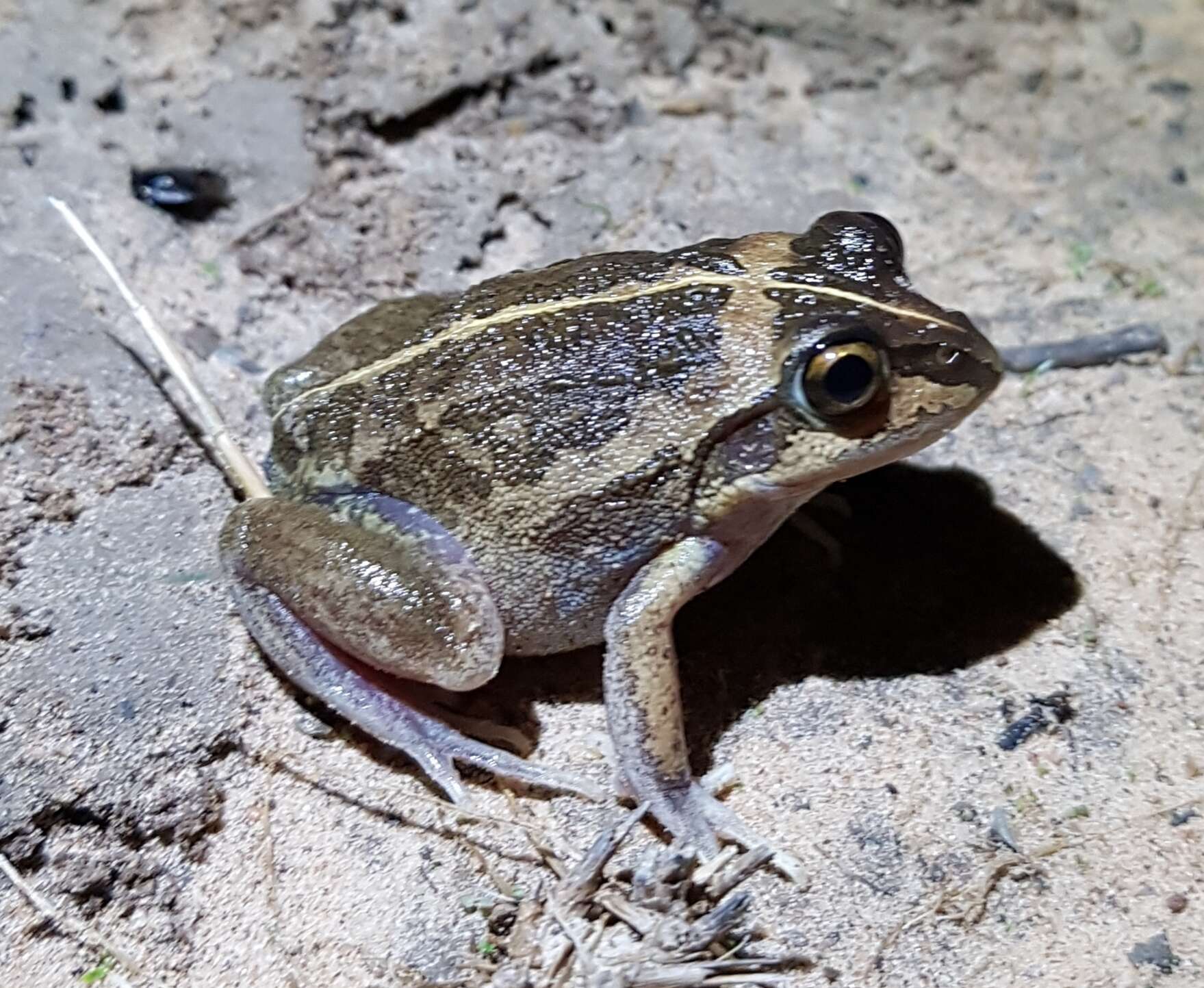 Image of Long-footed Frog