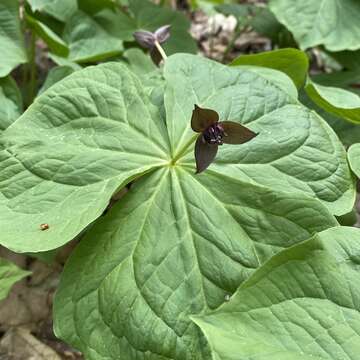 Image of Trillium apetalon Makino