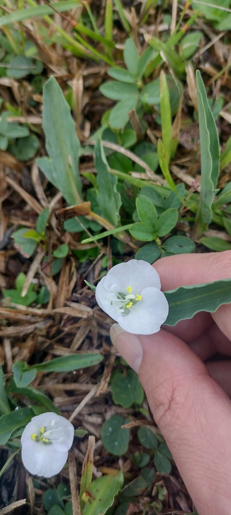 Слика од Commelina platyphylla Klotzsch ex Seub.