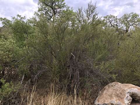 Image of Cercocarpus montanus var. paucidentatus (S. Wats.) F. L. Martin