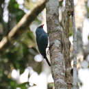 Image of Coral-billed Nuthatch-Vanga