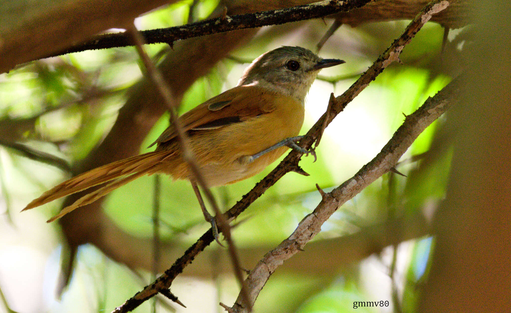 Image of White-lored Spinetail