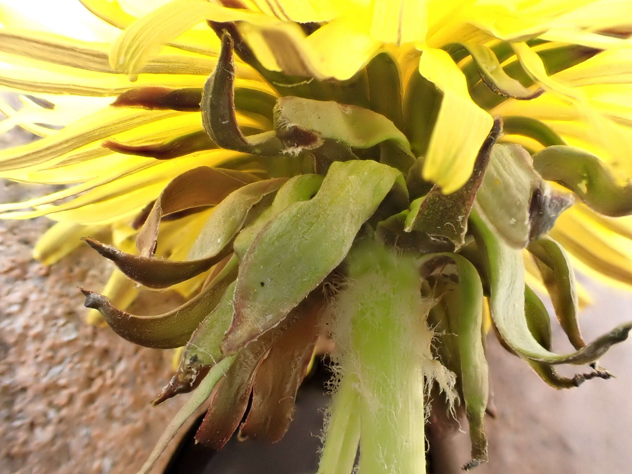 Image of Taraxacum piceatum Dahlst.