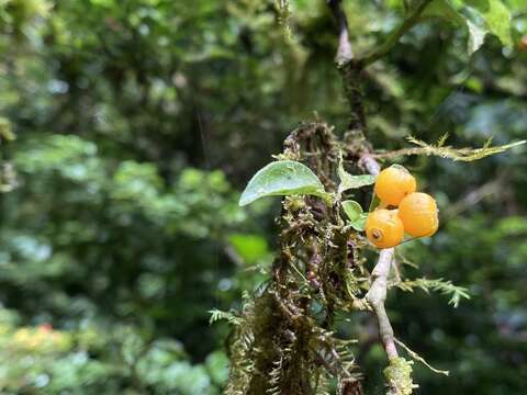 Image of Psychotria parvifolia Benth.