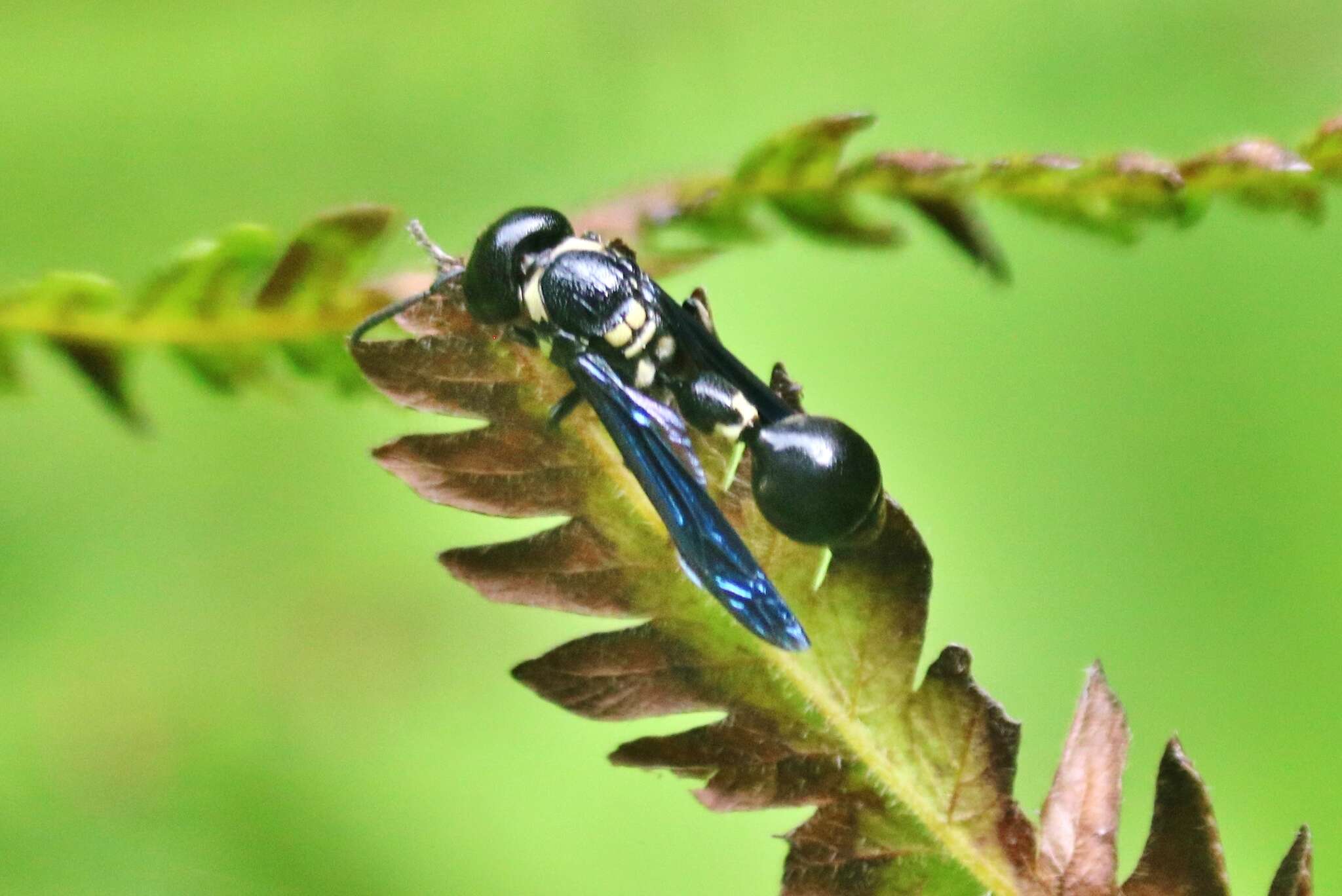 Слика од Zethus spinipes variegatus de Saussure 1852