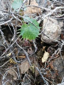 Image of Cnidoscolus palmeri (S. Watson) Rose