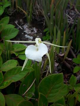 Image of lady of the night orchid