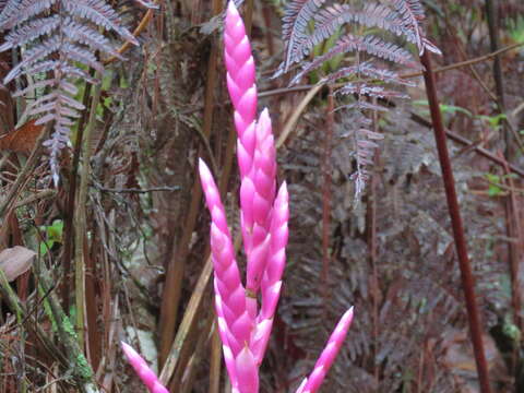 Image of Tillandsia lucida É. Morren ex Baker