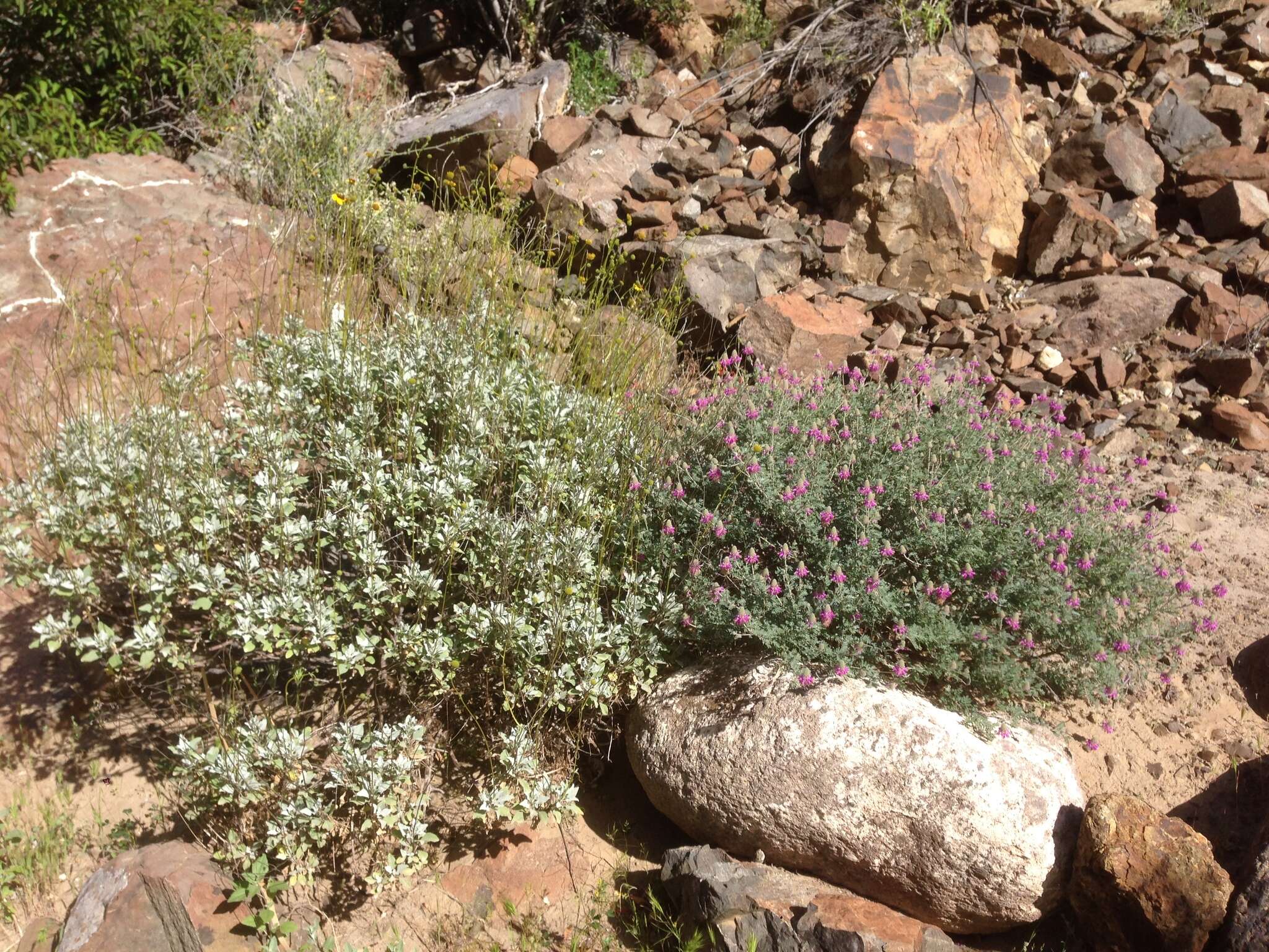 Plancia ëd Dalea bicolor var. orcuttiana Barneby