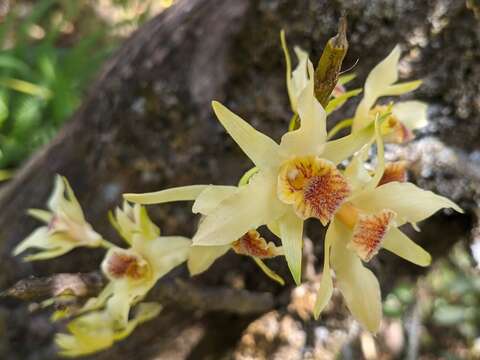 Image of Dendrobium heterocarpum Wall. ex Lindl.