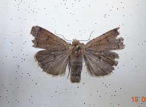 Image of Abagrotis reedi Buckett 1969