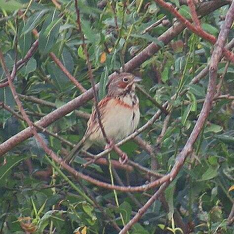 Image of Chestnut-eared Bunting