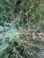 Image of big yellow velvetleaf