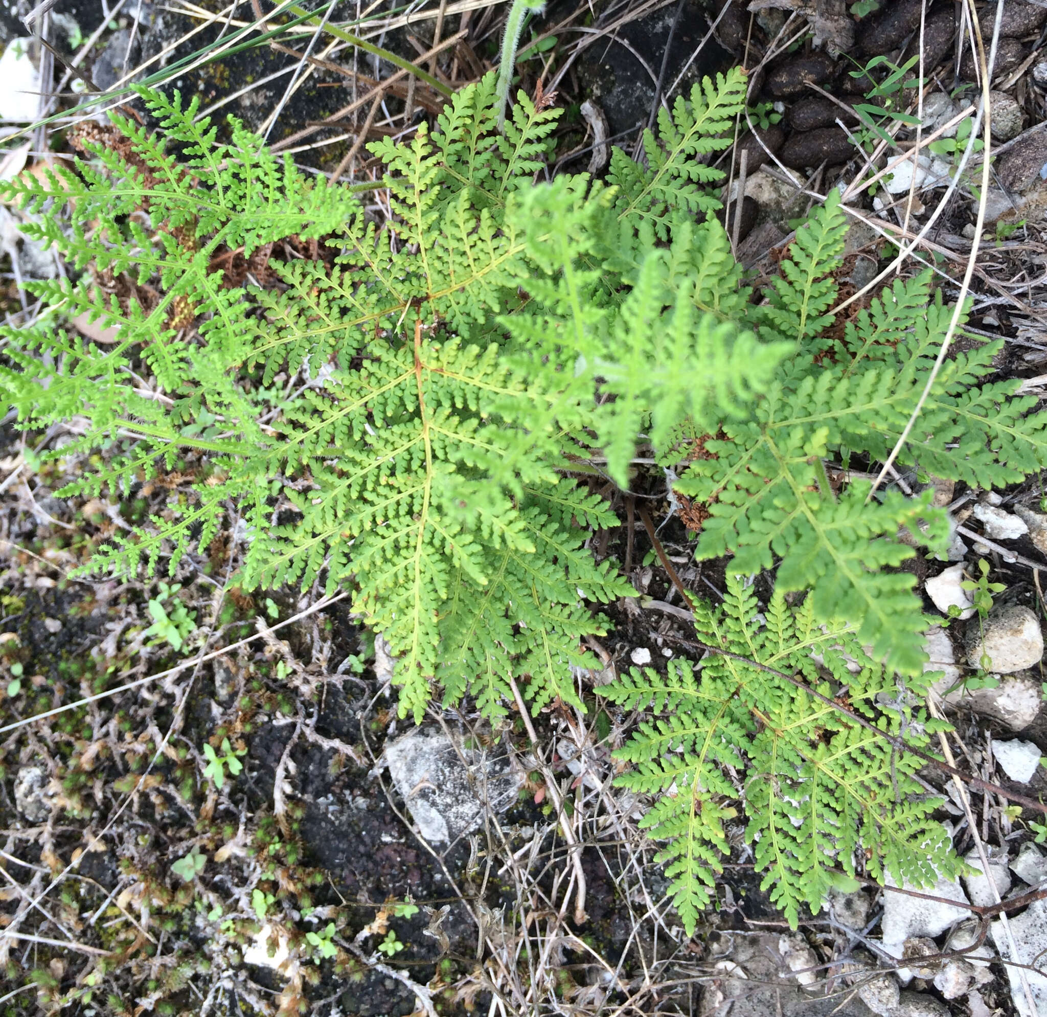 Imagem de Cheilanthes leucopoda Link