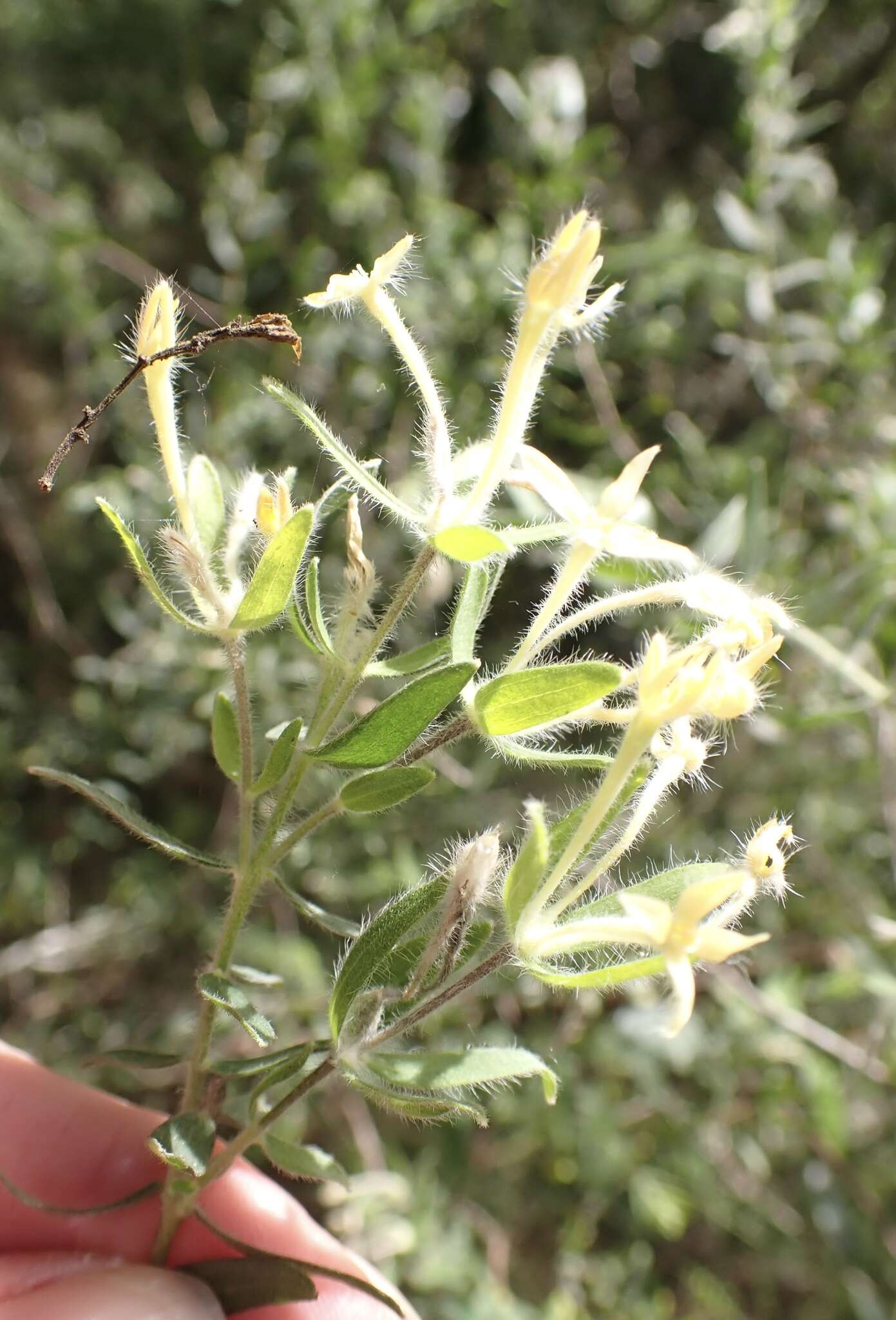 Image of Gnidia denudata Lindl.