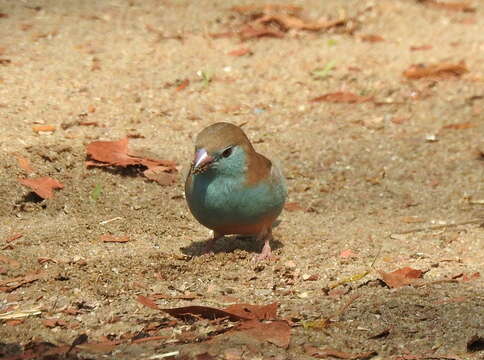 Image of Blue Waxbill