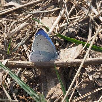 Image of holly blue