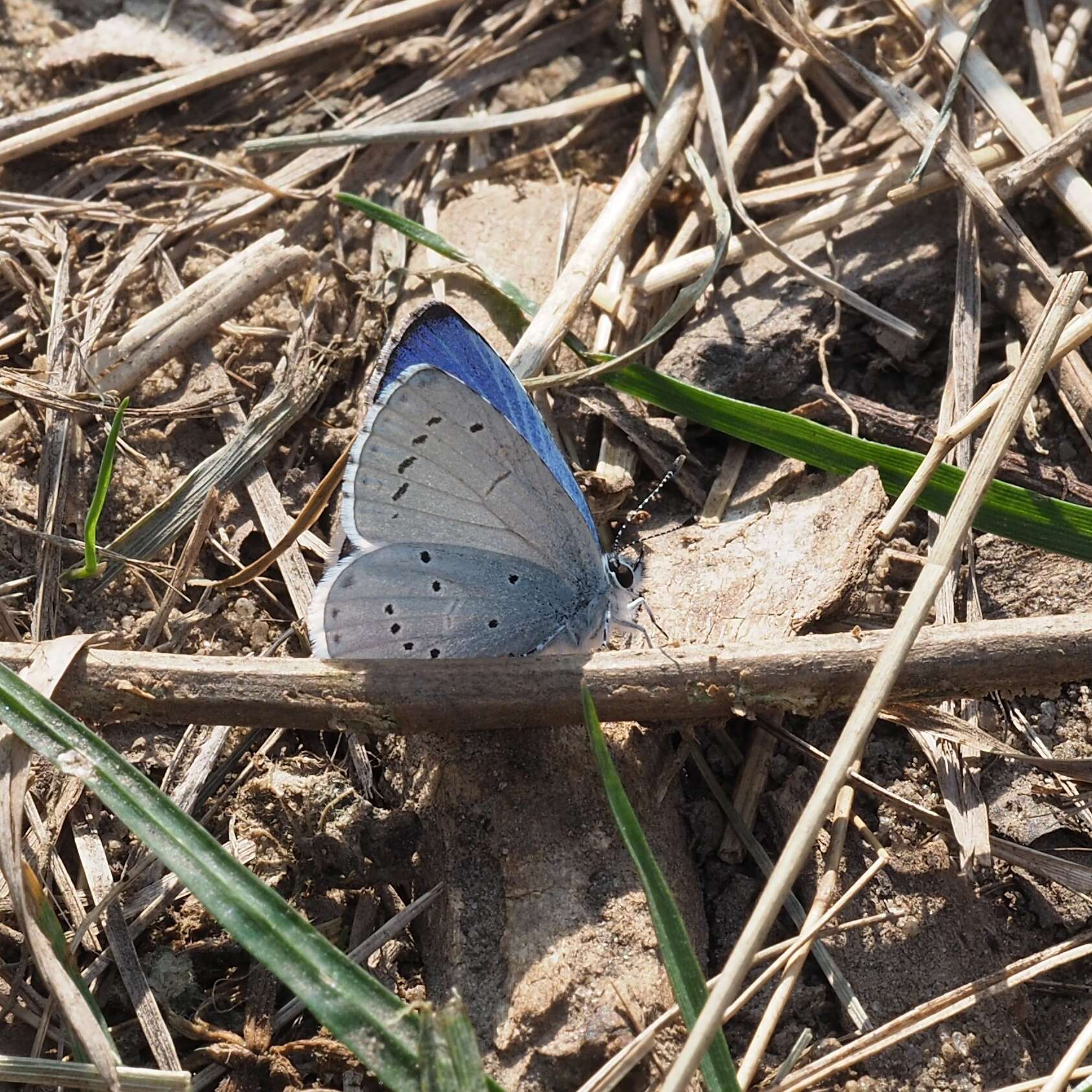 Image of holly blue