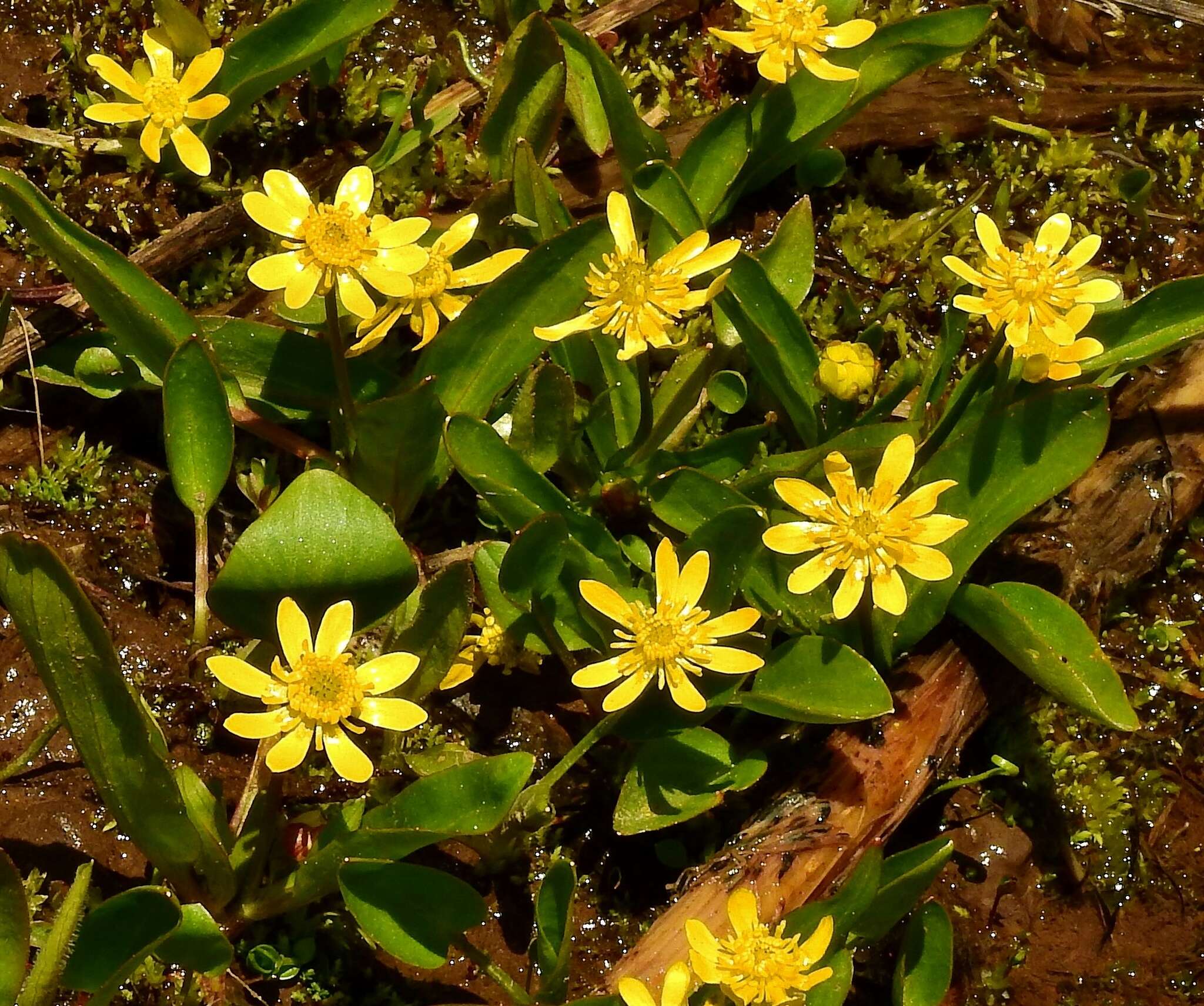 Image of plantainleaf buttercup