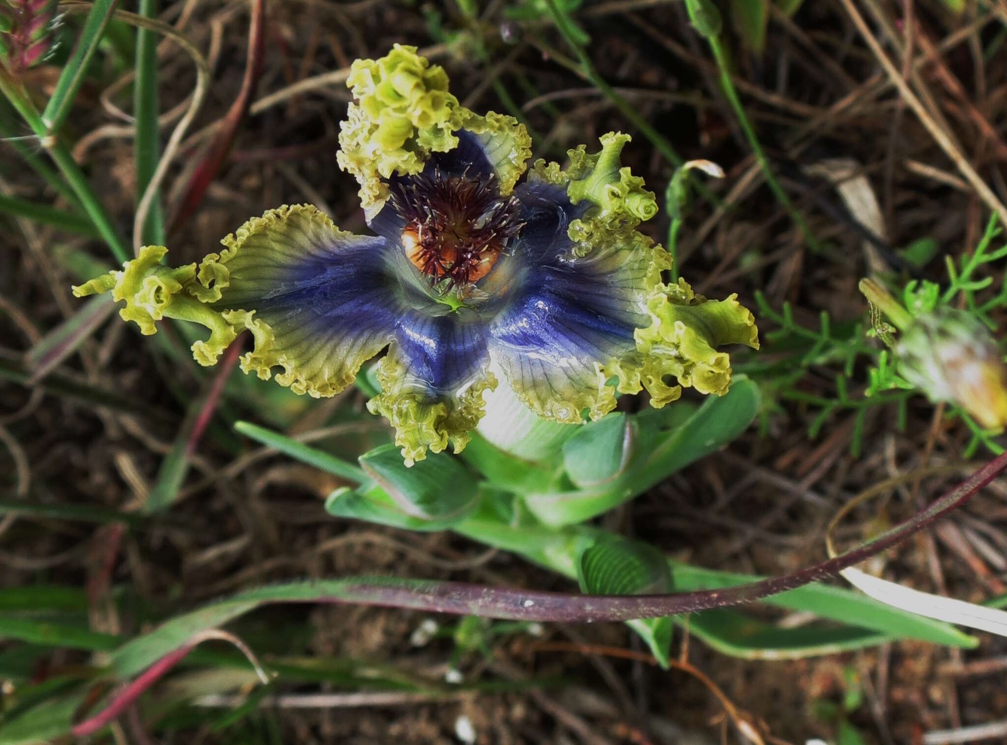 Image of Ferraria uncinata Sweet