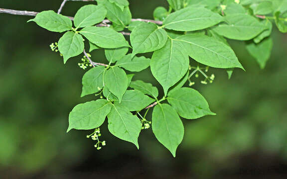 Euonymus macropterus Rupr. resmi