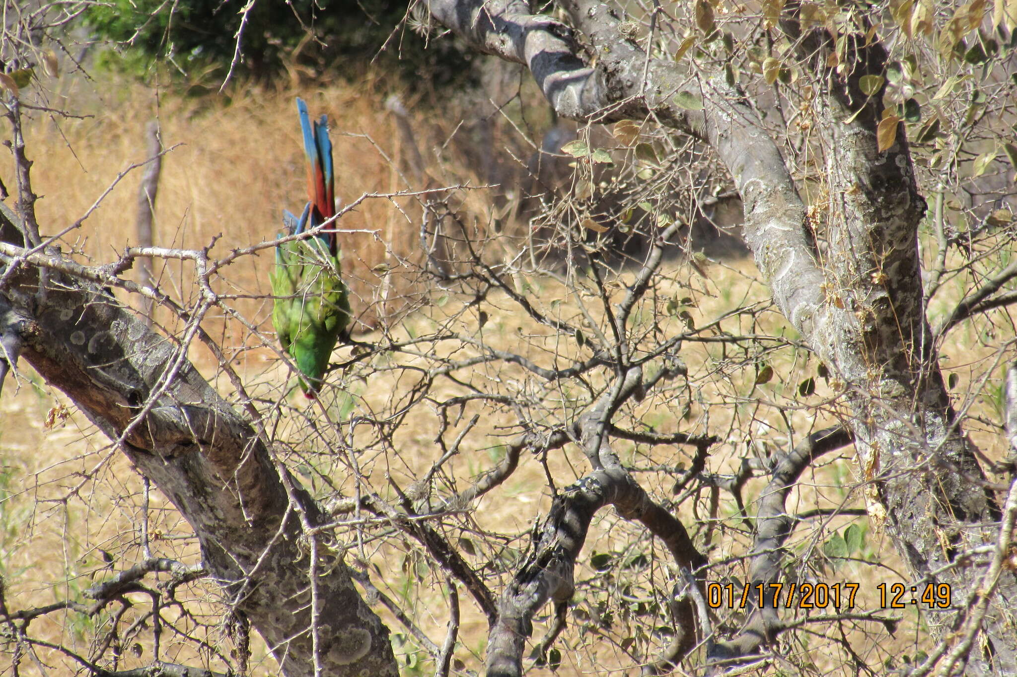 Image of Military Macaw