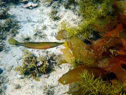 Image of Sharp-nose rockwhiting