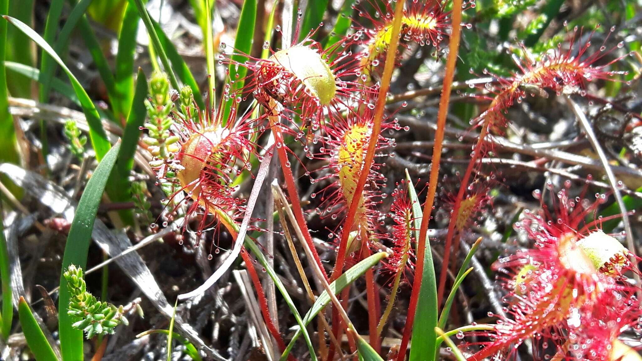 صورة Drosera anglica Huds.