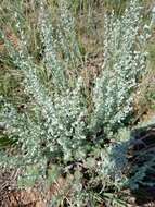 Слика од Artemisia frigida Willd.