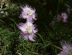 Sivun Dianthus sternbergii Sibth. kuva