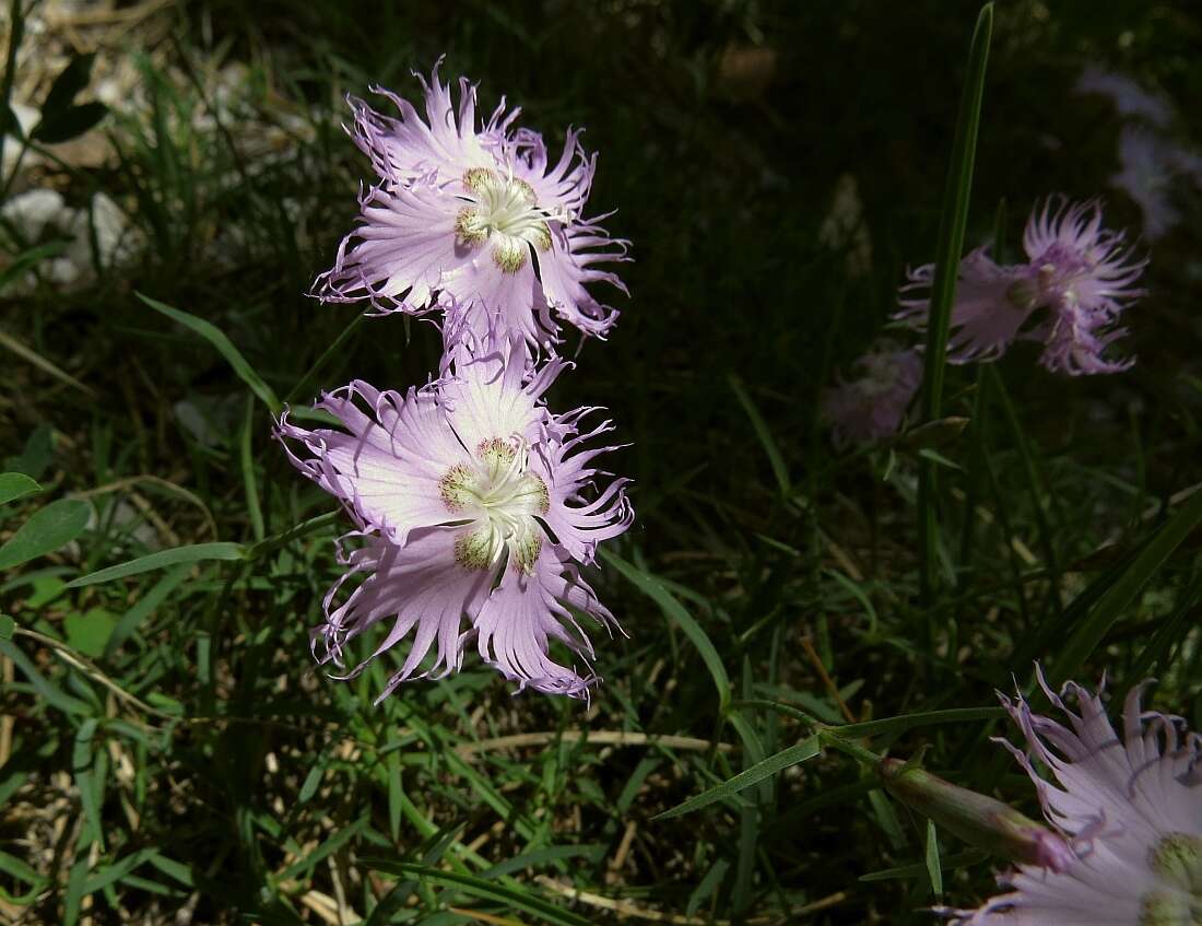 Sivun Dianthus sternbergii Sibth. kuva