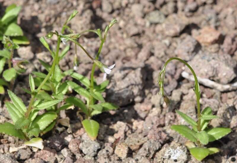 Image of Wahlenbergia lobelioides subsp. nutabunda (Guss.) Murb.